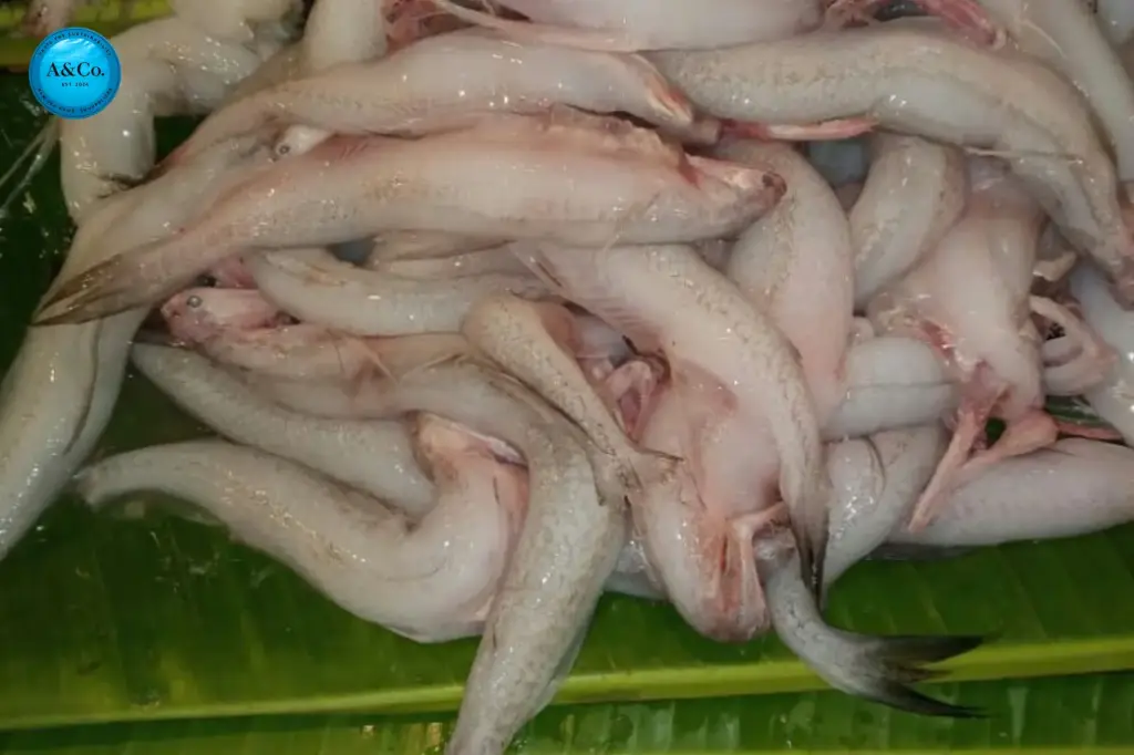Bombay duck ( बोंबील )